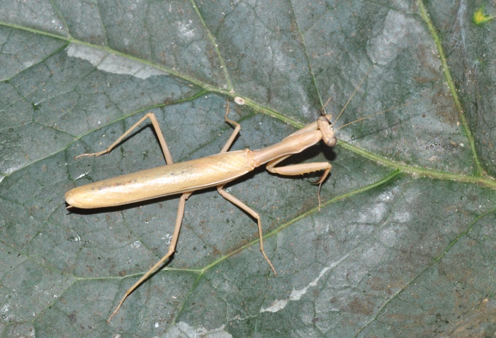 Mantodea: Iris oratoria, maschio